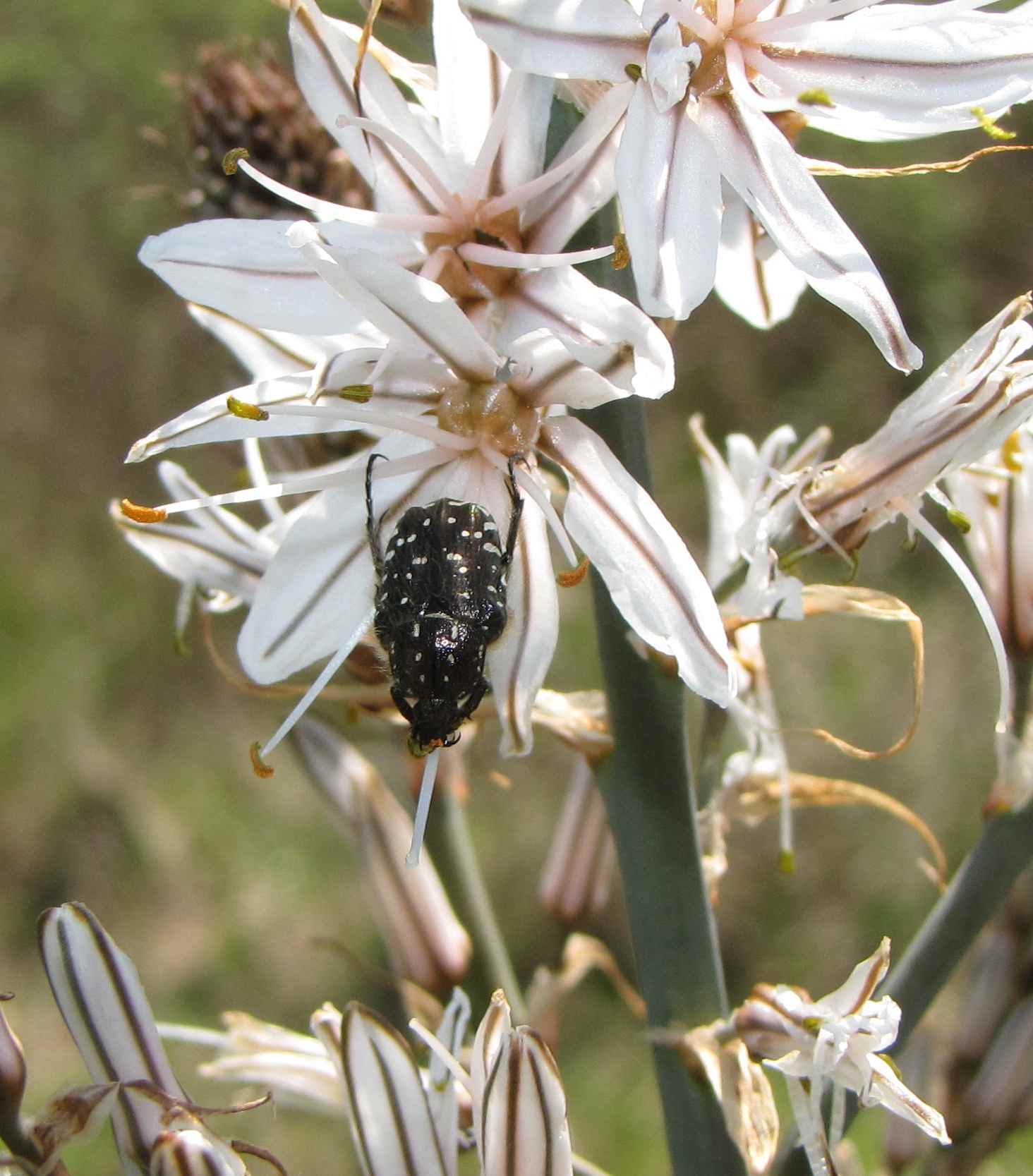 Oxythyrea funesta